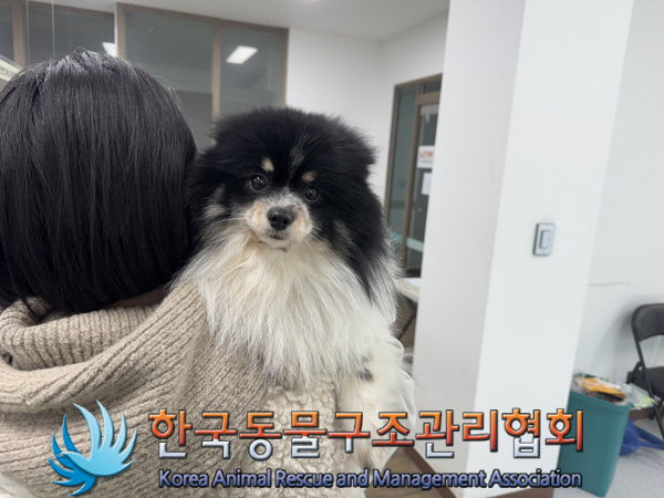 종료(반환) 포메라…